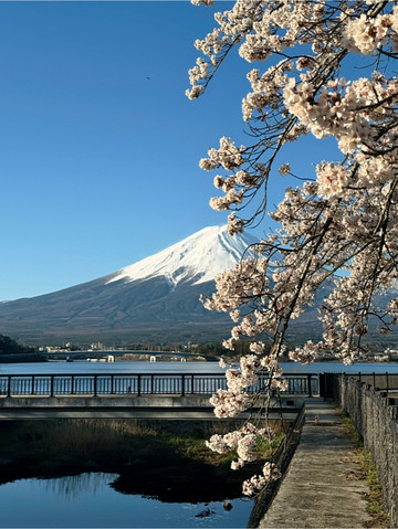 富士山の麓で桜が咲き誇る瞬間、富士宮の春。 | Trip.com 富士宮