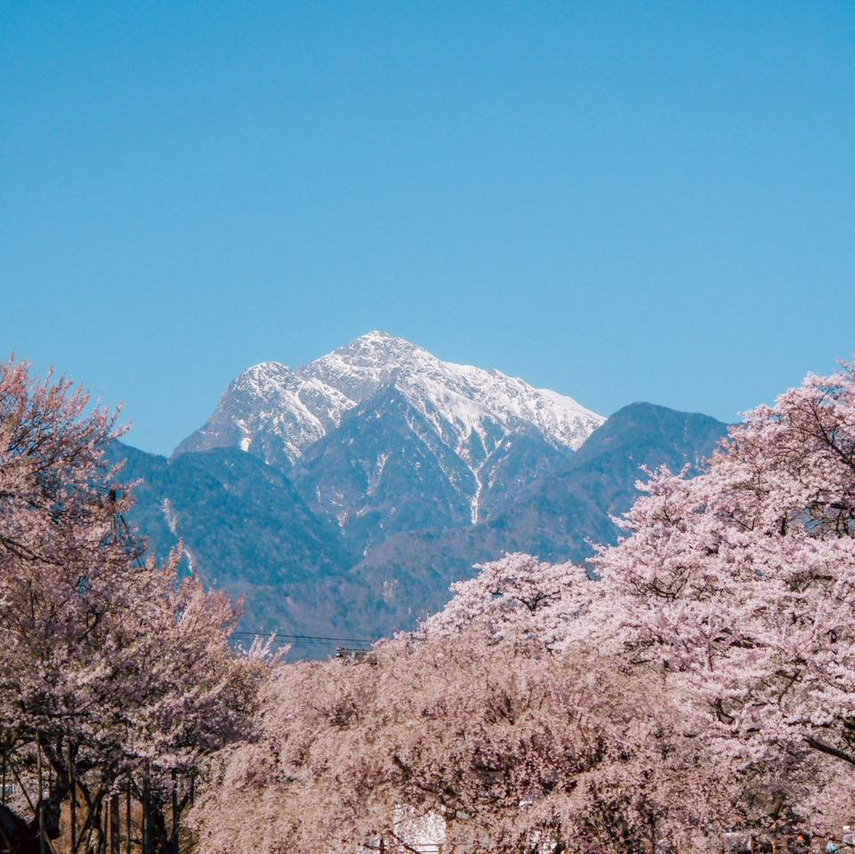 樹齢2000年！日本最古で最大級の桜。 | Trip.com 北杜