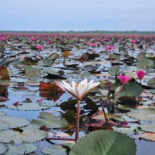 การผจญภัยริมทะเลสาบยามพระอาทิตย์ขึ้น