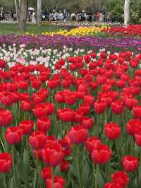 ชี้เป้าจุดชมดอกไม้ในปักกิ่ง ช่วงฤดูใบไม้ผลิ 🌷