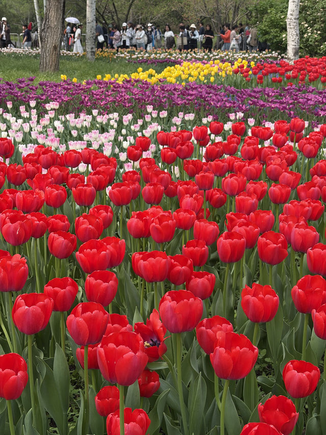 ชี้เป้าจุดชมดอกไม้ในปักกิ่ง ช่วงฤดูใบไม้ผลิ 🌷