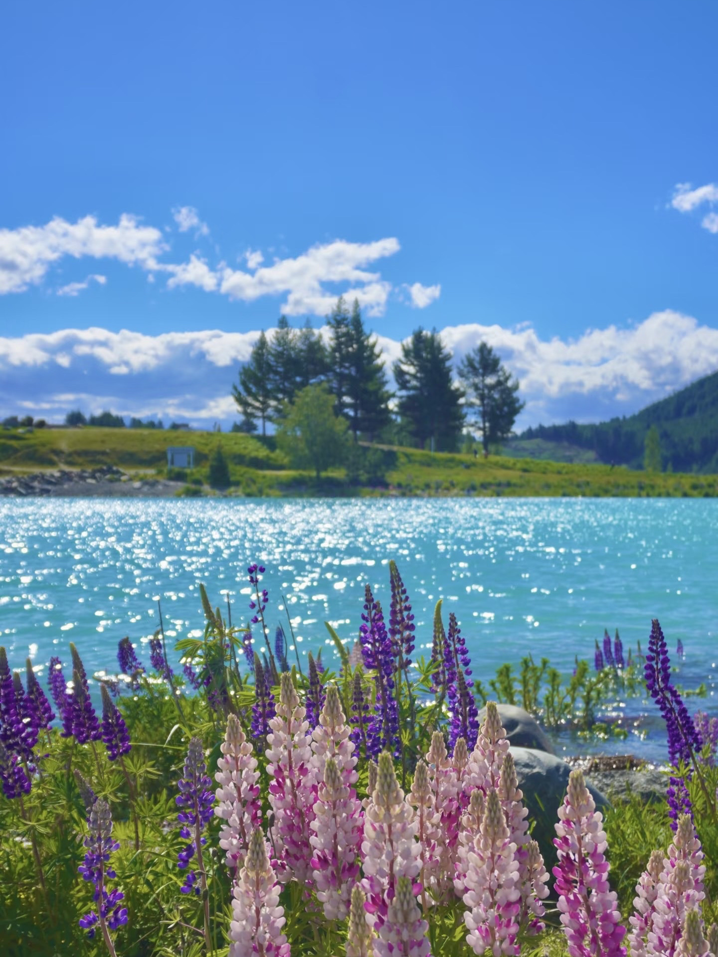 Lake Tekapo, New Zealand | สถานที่ที่ฉันอยากจะกลับไปเยือนอีกครั้ง