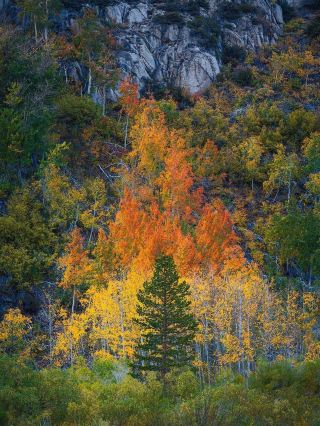 🍂 Fall in the Eastern Sierra Mountains — California