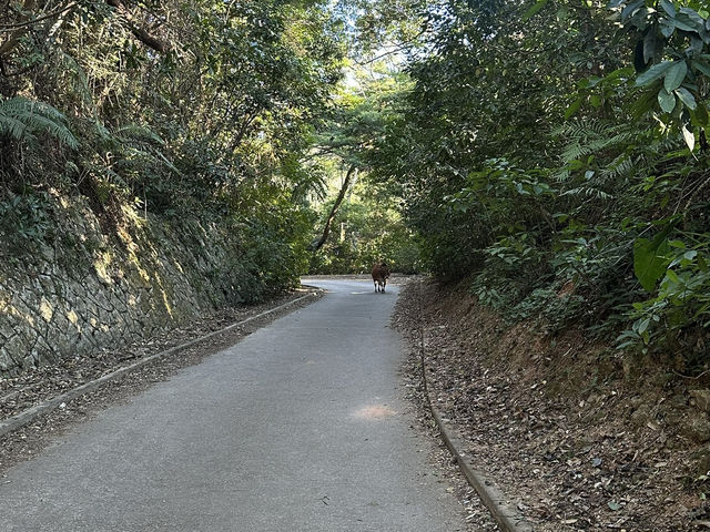 🌳【荃灣城門水塘白千層大道】香港森林系打卡熱點！影相超出片 ✨