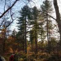 Pulborough RSPB nature reserve