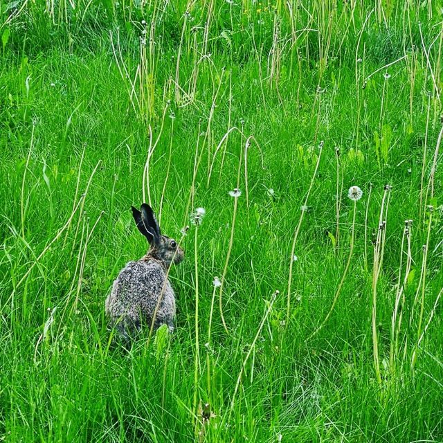 Hi there Hare 🐇!