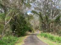 Kondalilla National Park 🌳🌴