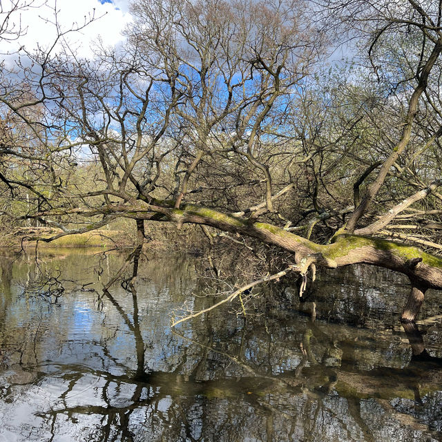 Embarking Epping Forest without escaping London