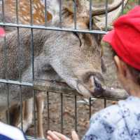 Wismar Zoo 🇩🇪