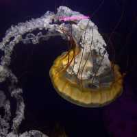 Up-close and personal with the marine world!