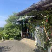 Nokonoshima island 💗