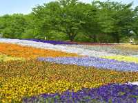 A photogenic flower paradise