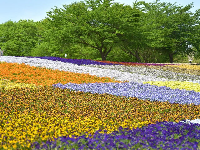 A photogenic flower paradise