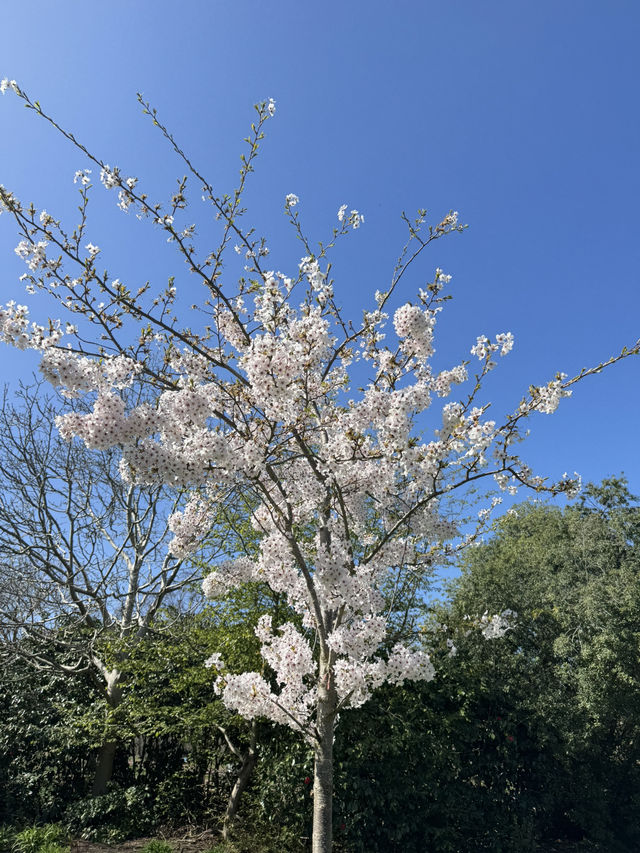 Vibin’ in Greenwich Park this April!