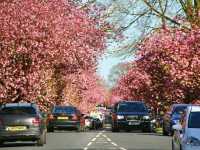 🌸 April Blooms in Preston: A Floral Wonderland 🌸