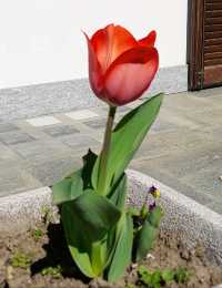 Flowers of Val Pellice (Turin)
