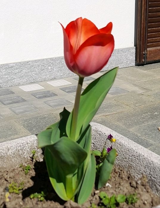 Flowers of Val Pellice (Turin)