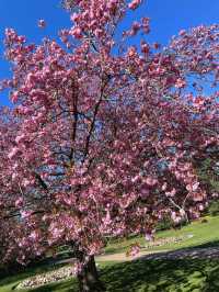🌸 Springtime Magic at Greenwich Park