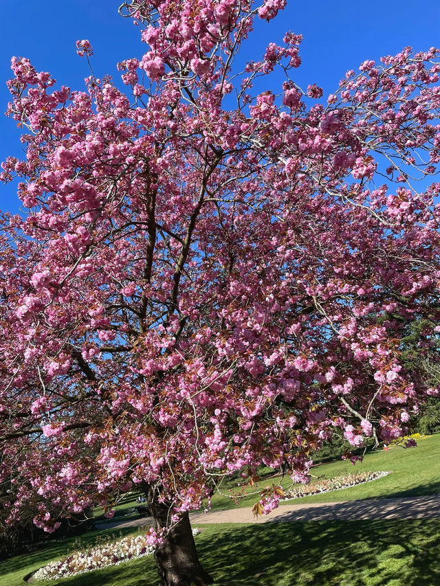 🌸 Springtime Magic at Greenwich Park