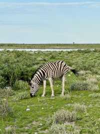 Salt Pan and Safari at Etosha National Park 🦓