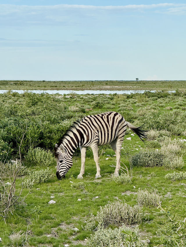 Salt Pan and Safari at Etosha National Park 🦓