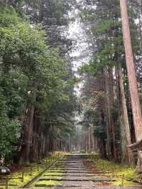 Wrapped in cedar trees and moss