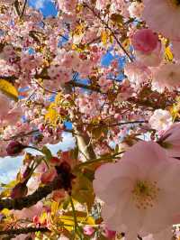 🌸 Cherry Blossom Season at Kew Gardens — A Spring Favourite in London 🌸