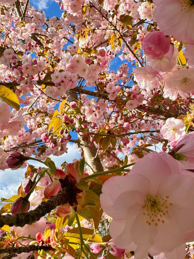 🌸 Cherry Blossom Season at Kew Gardens — A Spring Favourite in London 🌸