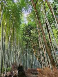 📅 Kyoto 3-Day Itinerary for First-Time Visitors