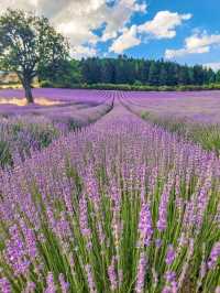 🌿 A Quiet Jewel in the Drôme – Aurel, France