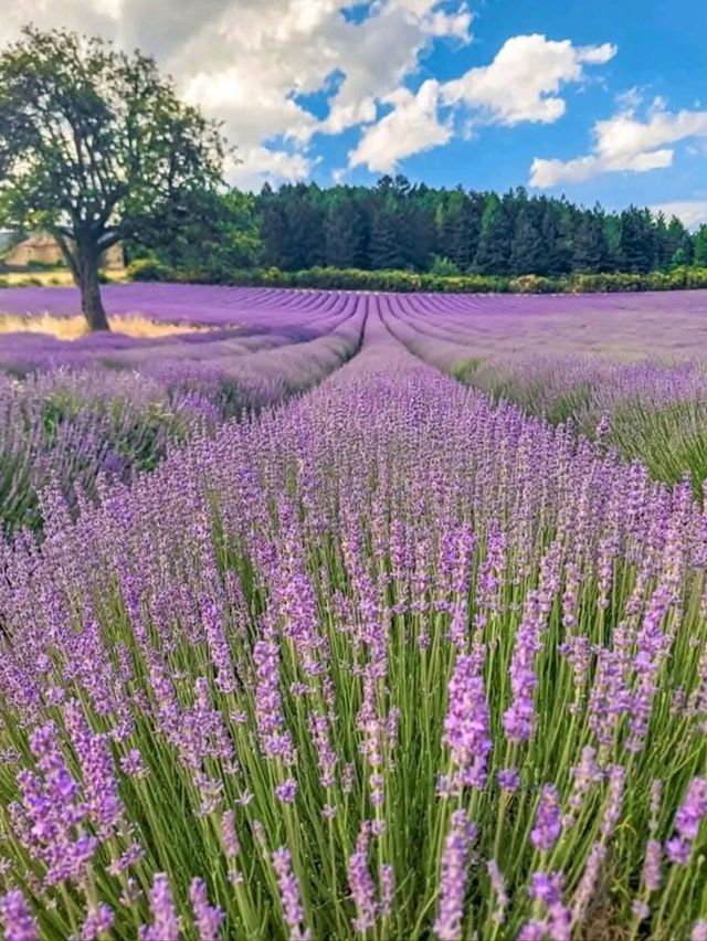 🌿 A Quiet Jewel in the Drôme – Aurel, France
