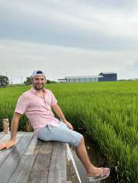 Paddy Fields Review: Discover the Rice Fields of Sekinchan, Malaysia
