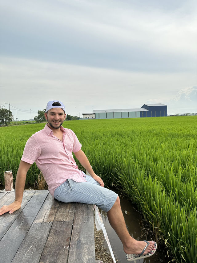 Paddy Fields Review: Discover the Rice Fields of Sekinchan, Malaysia