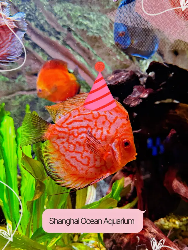 Ideal Urban Break — Shanghai Ocean Aquarium