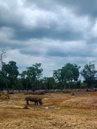 A morning with giraffes at Vinpearl Safari Phu Quoc