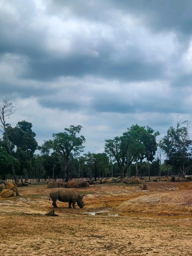 A morning with giraffes at Vinpearl Safari Phu Quoc