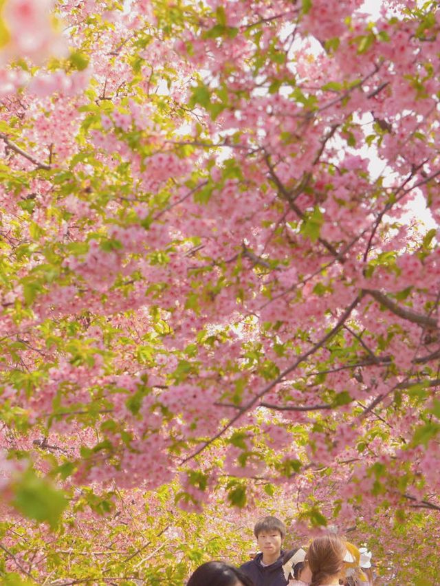 Sakura in full bloom at botanical gardens 