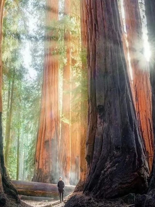 The scenery of the world's largest redwood tree is famous worldwide.