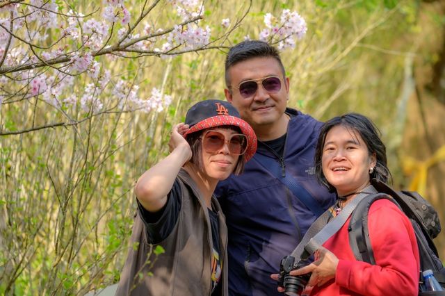 Spring cherry blossom viewing, Taipei's Yangmingshan welcomes a colorful feast.