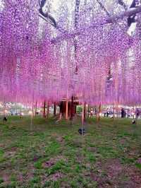 One of Japan's famous flower viewing spots | Ashikaga Flower Park