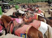 Thrilling Equestrian Experience! 🇵🇭