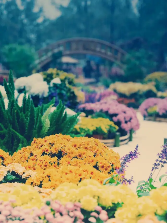 It's the perfect time to appreciate chrysanthemums