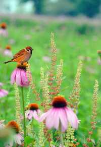 福州花海公園——鮮花盛開，那場面美得宛如一幅治癒人心的油畫