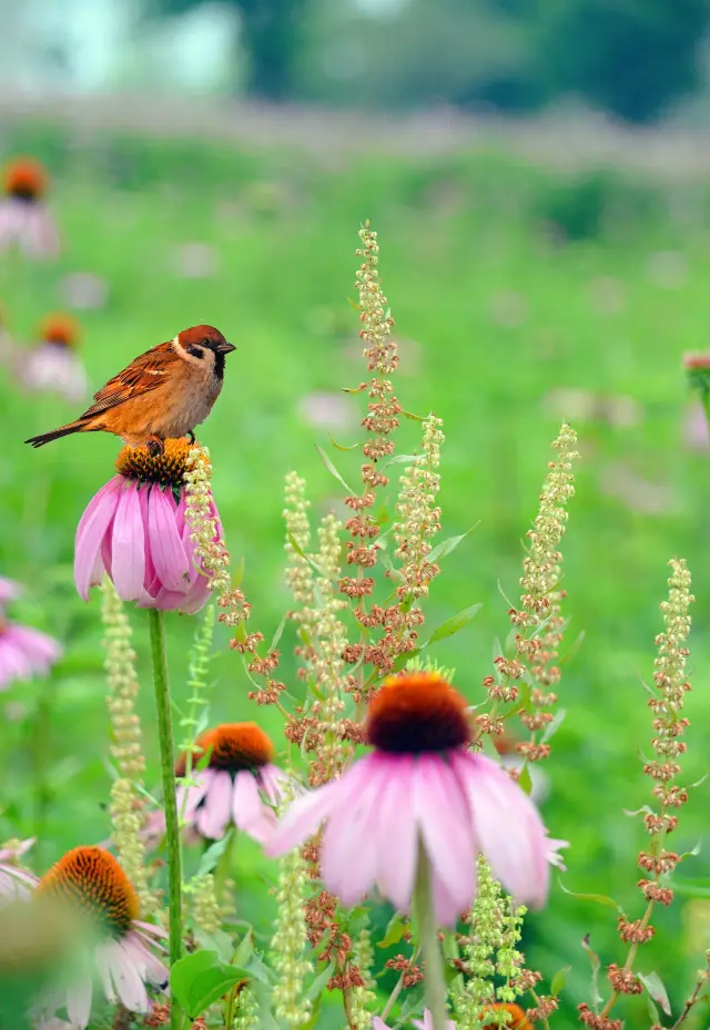 Fuzhou Flower Sea Park - The flowers are in full bloom, the scene is as beautiful as a healing oil painting