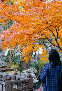 蘇州園林秋冬·怡園|這棵雞爪楓壓軸出場！