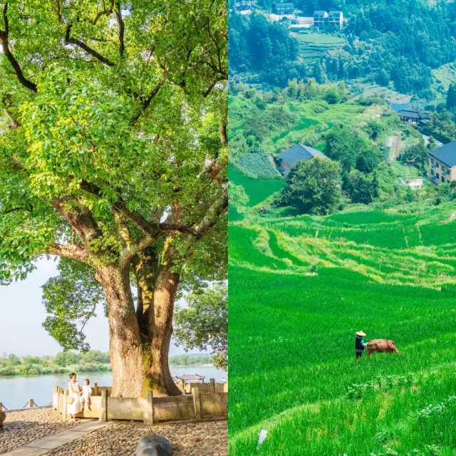 浙江麗水超詳細旅遊攻略