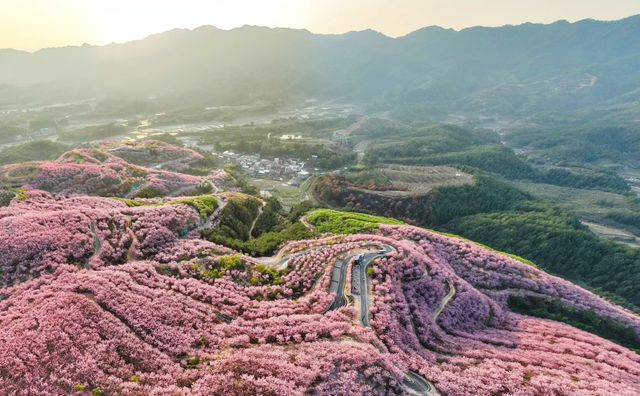 福建大山裡這片千畝櫻花海你確定不來看看？