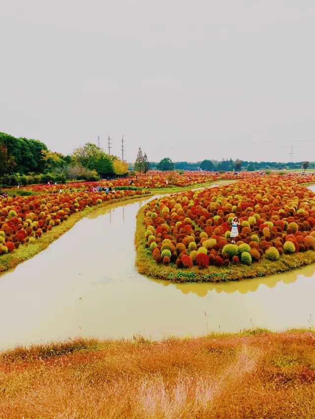 Shanghai Blooms on the Sea | Hurry up~ The ground skin is about to enter the best viewing period