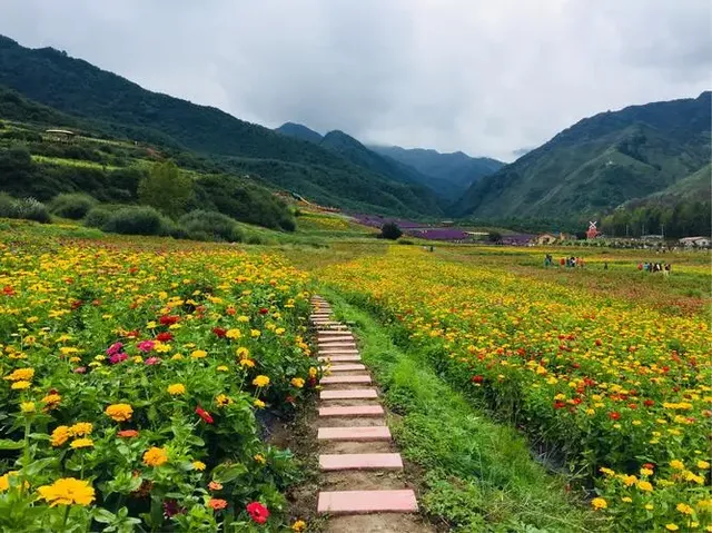 一起相約七里花海