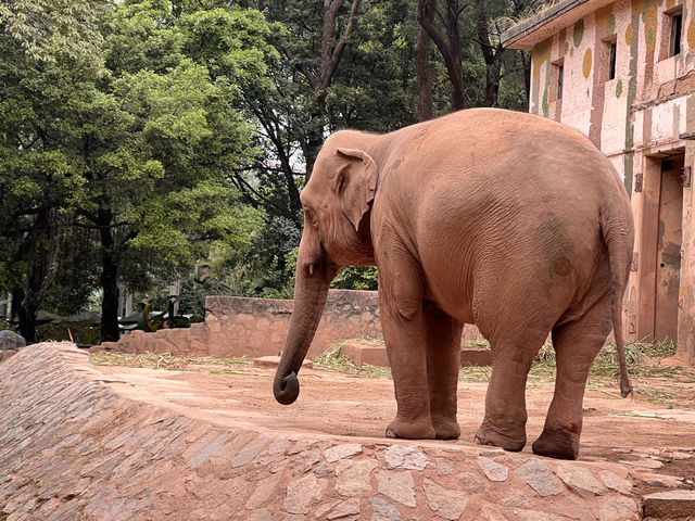 廣州動物園遊玩攻略20元帶你看熊貓